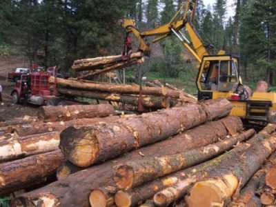 Timber Shortage Threatens Ghana Amid Industry&nbsp;Collapse